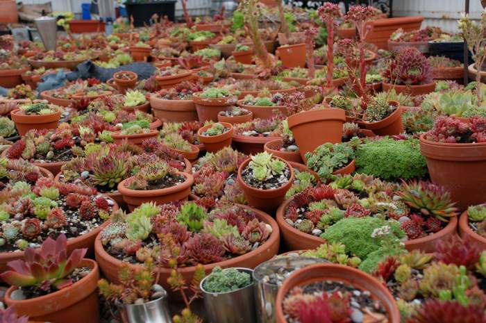 Sempervivum Dachwurz Hauswurz